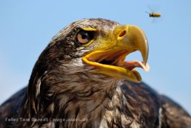 DSC_7315ft90wz.jpg